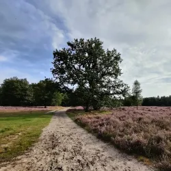 De Loonse en Drunense Duinen National Park - Waalwijk