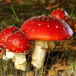 De Loonse en Drunense Duinen National Park - Waalwijk