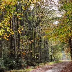 De Loonse en Drunense Duinen National Park - Waalwijk