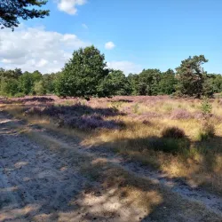 De Loonse en Drunense Duinen National Park - Waalwijk