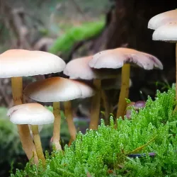 De Loonse en Drunense Duinen National Park - Waalwijk