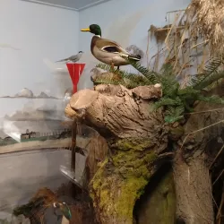 Museum De Klomp - Waalwijk