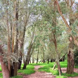 Rhine River Walks and Boat Tours - Wageningen