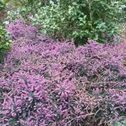 Wageningen Arboretum - Wageningen