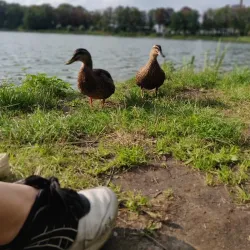 De IJzeren Man - Weert