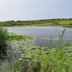 Wormer- en Jisperveld - Zaandam