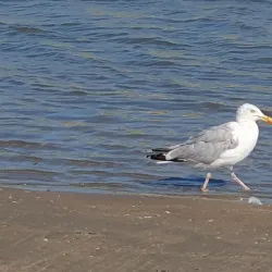 Zandvoort Beach - Zandvoort