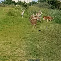Zandvoort Golf Course - Zandvoort