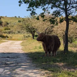 Zuid-Kennemerland National Park - Zandvoort