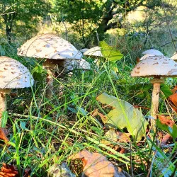 Zuid-Kennemerland National Park - Zandvoort