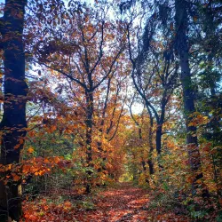 Boswachterij Zeist - Zeist