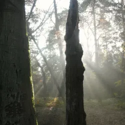 Boswachterij Zeist - Zeist