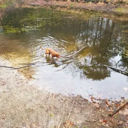 Boswachterij Zeist - Zeist