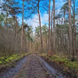 De Utrechtse Heuvelrug National Park - Zeist