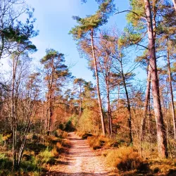 De Utrechtse Heuvelrug National Park - Zeist