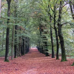 De Utrechtse Heuvelrug National Park - Zeist