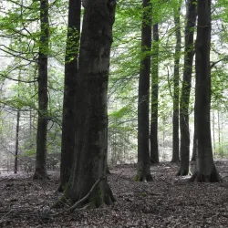 De Utrechtse Heuvelrug National Park - Zeist