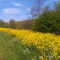 Balijbos - Zoetermeer