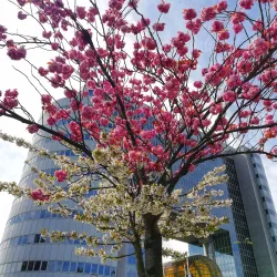 Driemanspolder - Zoetermeer