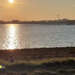 Driemanspolder - Zoetermeer