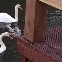 Oosterheem Park - Zoetermeer