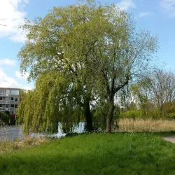 Zoetermeerse Plas - Zoetermeer