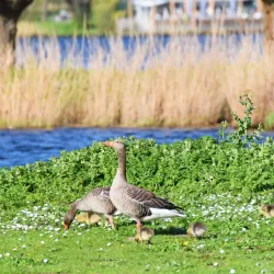 Zoetermeerse Plas - Zoetermeer