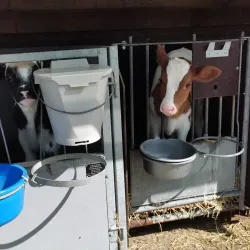 Local Farms and Cheese Producers - Zoeterwoude