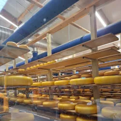 Local Farms and Cheese Producers - Zoeterwoude