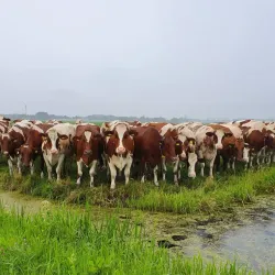 Local Farms and Cheese Producers - Zoeterwoude