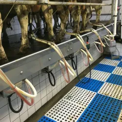 Local Farms and Cheese Producers - Zoeterwoude