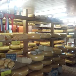 Local Farms and Cheese Producers - Zoeterwoude