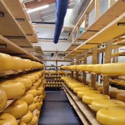 Local Farms and Cheese Producers - Zoeterwoude