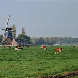 Zoeterwoude Polder - Zoeterwoude
