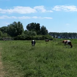 Zoeterwoude Polder - Zoeterwoude