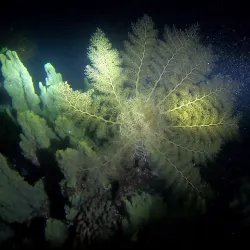 Snorkeling and Diving Spots - Fayaoue