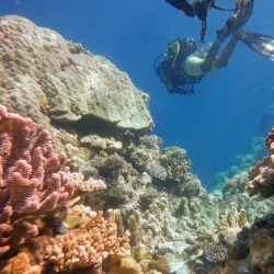 Snorkeling and Diving Spots - Fayaoue