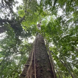 Blue River Provincial Park - Kone