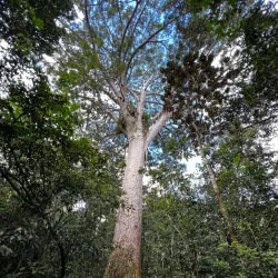 Blue River Provincial Park - Kone