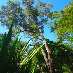 Kanak Cultural Villages - Kone