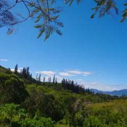 Koné Botanical Gardens - Kone