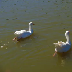 Koné Botanical Gardens - Kone