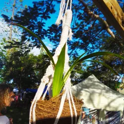 Koné Botanical Gardens - Kone