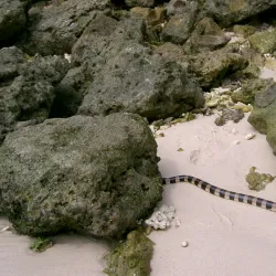 Amédée Lighthouse (Phare Amédée) - Noumea