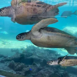 Noumea Aquarium (Aquarium des Lagons) - Noumea