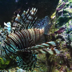 Noumea Aquarium (Aquarium des Lagons) - Noumea