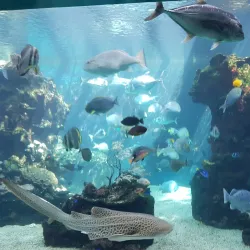 Noumea Aquarium (Aquarium des Lagons) - Noumea