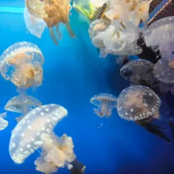 Noumea Aquarium (Aquarium des Lagons) - Noumea