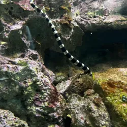 Noumea Aquarium (Aquarium des Lagons) - Noumea