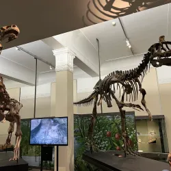 Auckland War Memorial Museum - Auckland